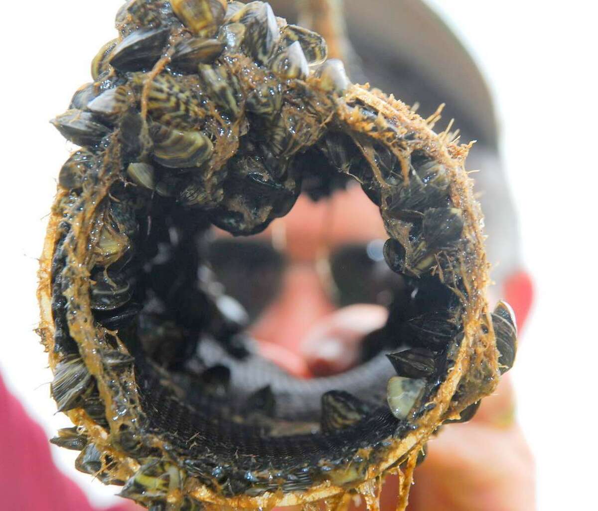 lake travis zebra mussels