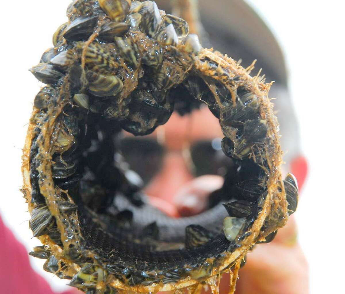Invasive zebra mussels put native fisheries at risk and can coat and clog water infrastructure, such as pipes, causing millions of dollars in damage. Canyon Lake is the latest Texas lake where the non-native mollusks have been documented.