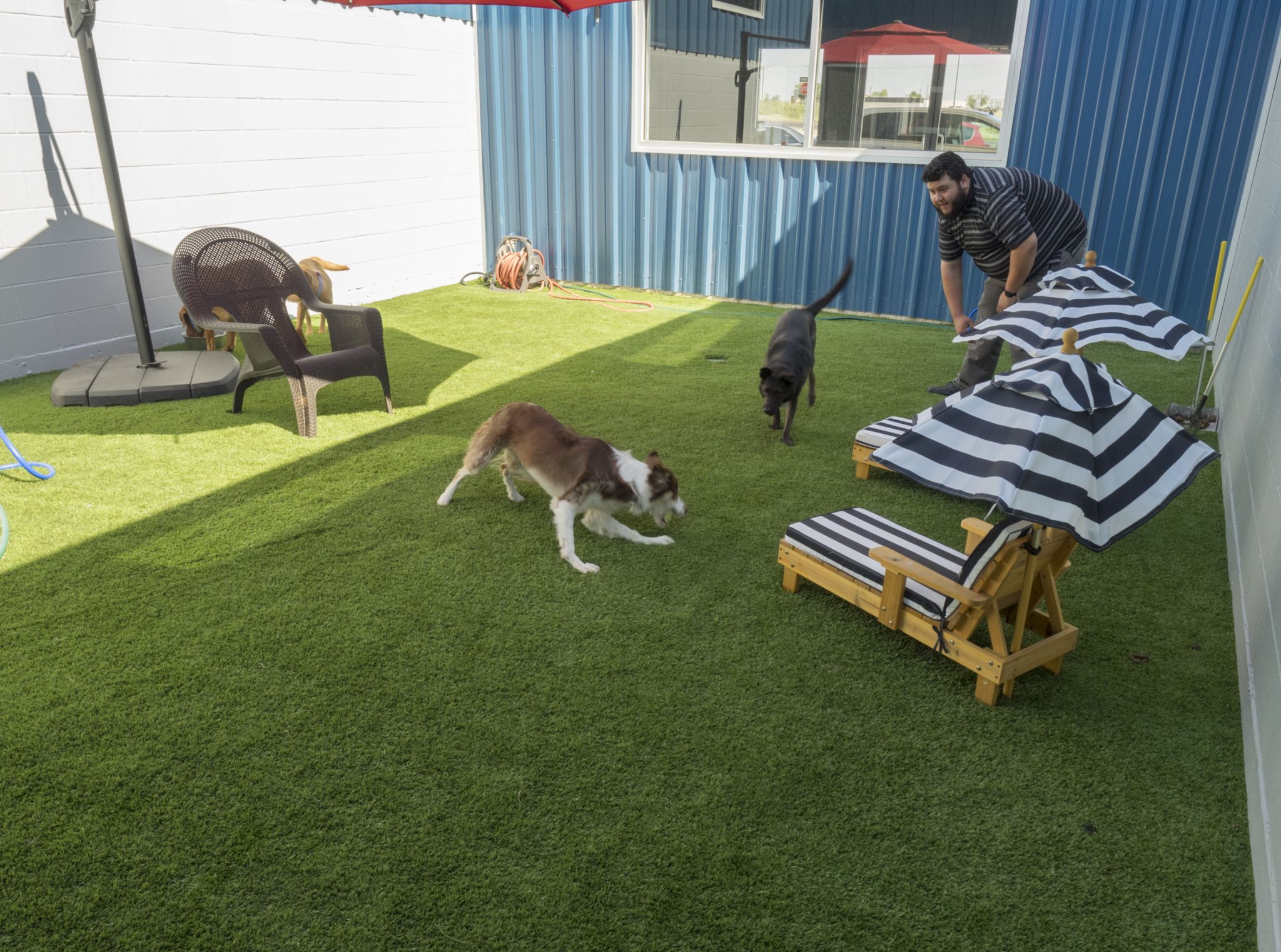 New pet resort features dog suites, cat condos