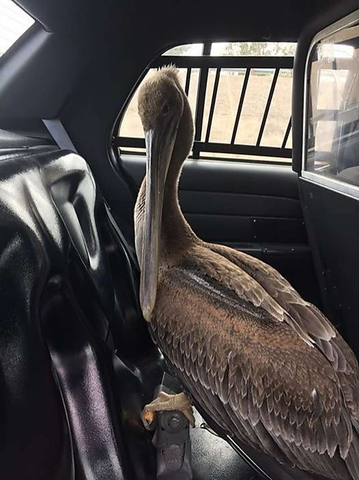 Pelican in the back seat of the police car