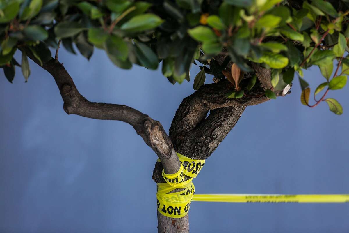 Caution tape is wrapped around a tree outside a UPS facility where UPS workers were evacuated due to active shooting on Utah Street and 16th Street in San Francisco, California, on Wednesday, June 14, 2017.
