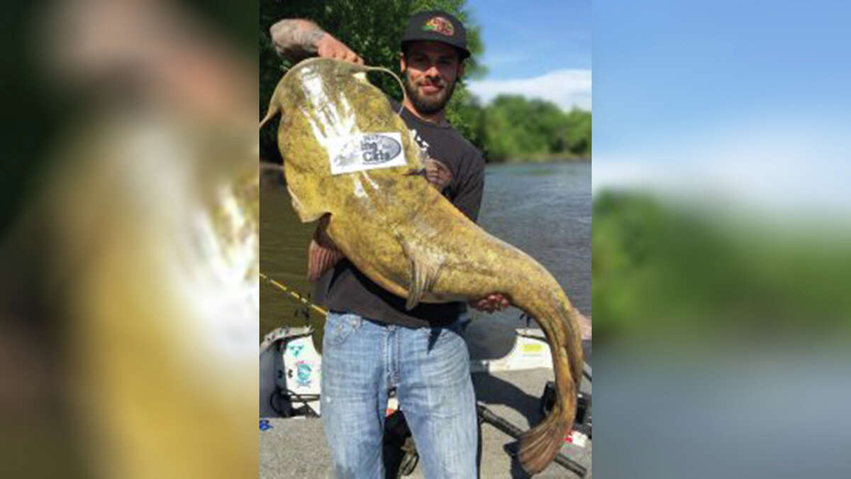 Photo Angler ties his own state record for largest catfish