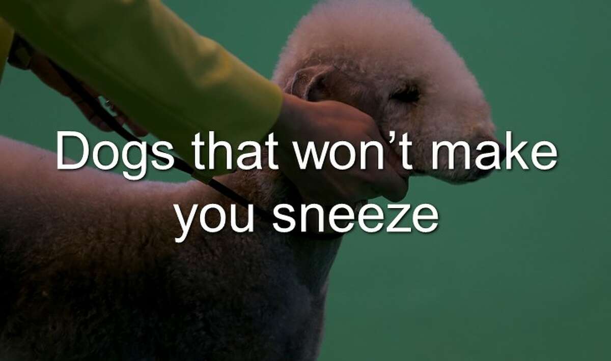 Woman stirs controversy after sneaking her grandma's dog into hospital