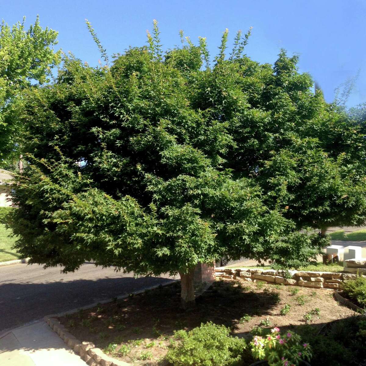 Maples are one of the most desirable group of shade trees in most regions of the nation, but in the Southwest, it is generally a waste of time to plant them. They don’t survive our alkaline soils and hot dry weather.