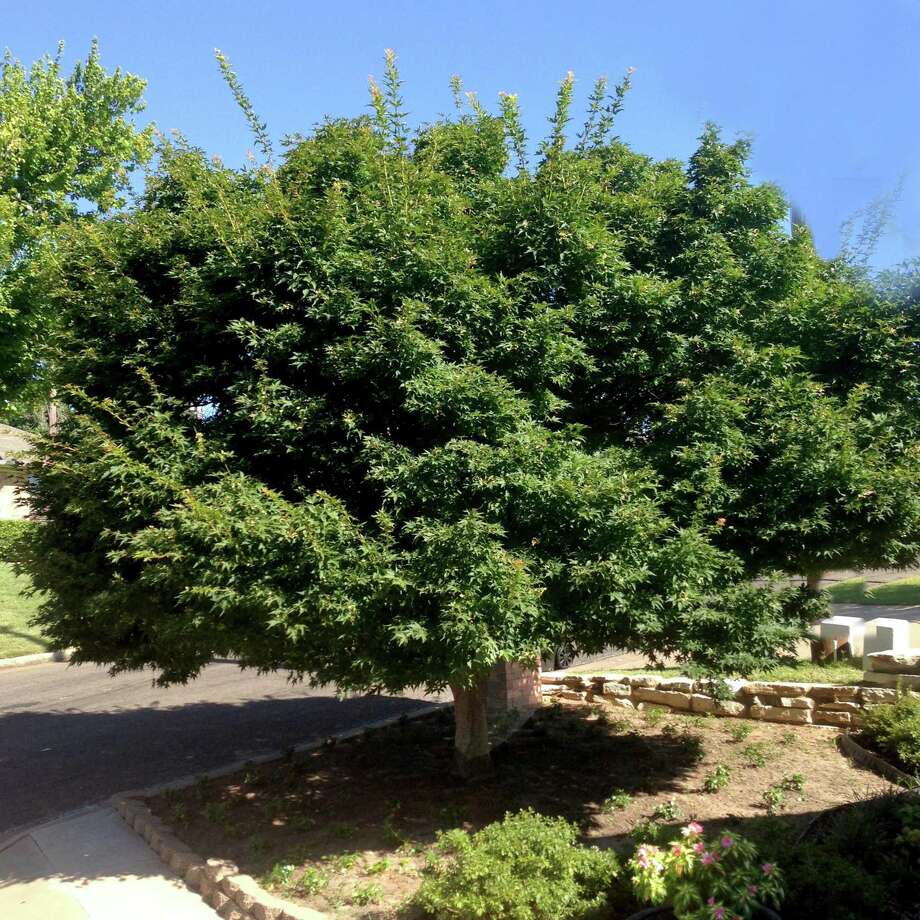 Welcome to the B list of shade trees - San Antonio Express-News