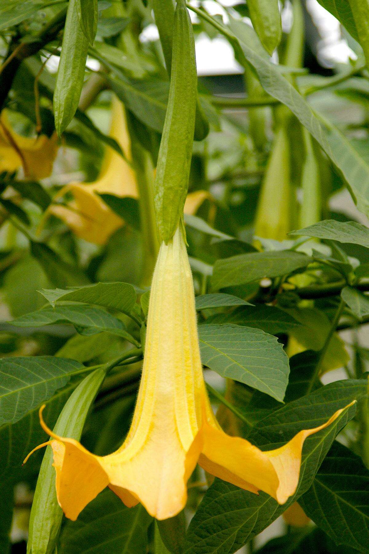 Brugmansia are stunning plants, closely related to angel trumpets, or moonflowers. They are rank growers that need rich, constantly fertile soil and lots of moisture.