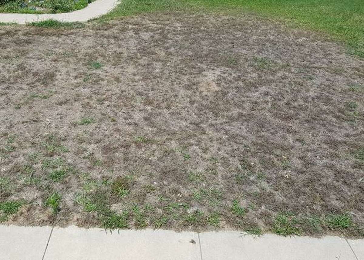 This is Take All Root Rot TARR), and spring 2017 was a bad season for it across big parts of the state. Many lawns had significant areas that failed to green up in April and May. As you will see in your own lawn, it wasn’t just in the shady areas, but also in sunny parts as well. It looks a great deal like damage of white grub worms, but in most cases people have told me this spring that they dug and looked for grubs but did not find any.