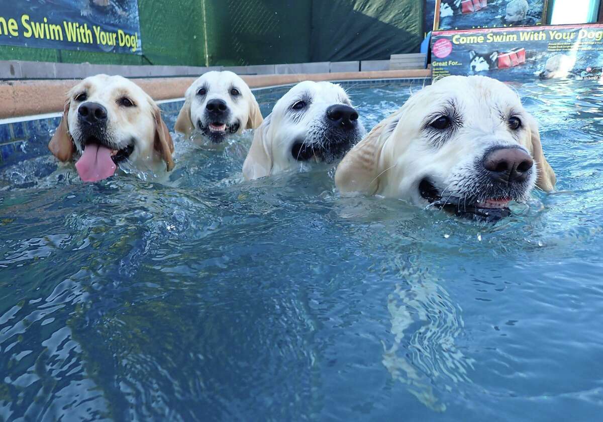 Houston-area swimming pool for dogs is the ultimate canine hangout