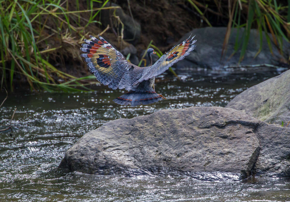 A sunbittern flashes the two huge eye spots on its wings while landing on a boulder along a river in Costa Rica.﻿