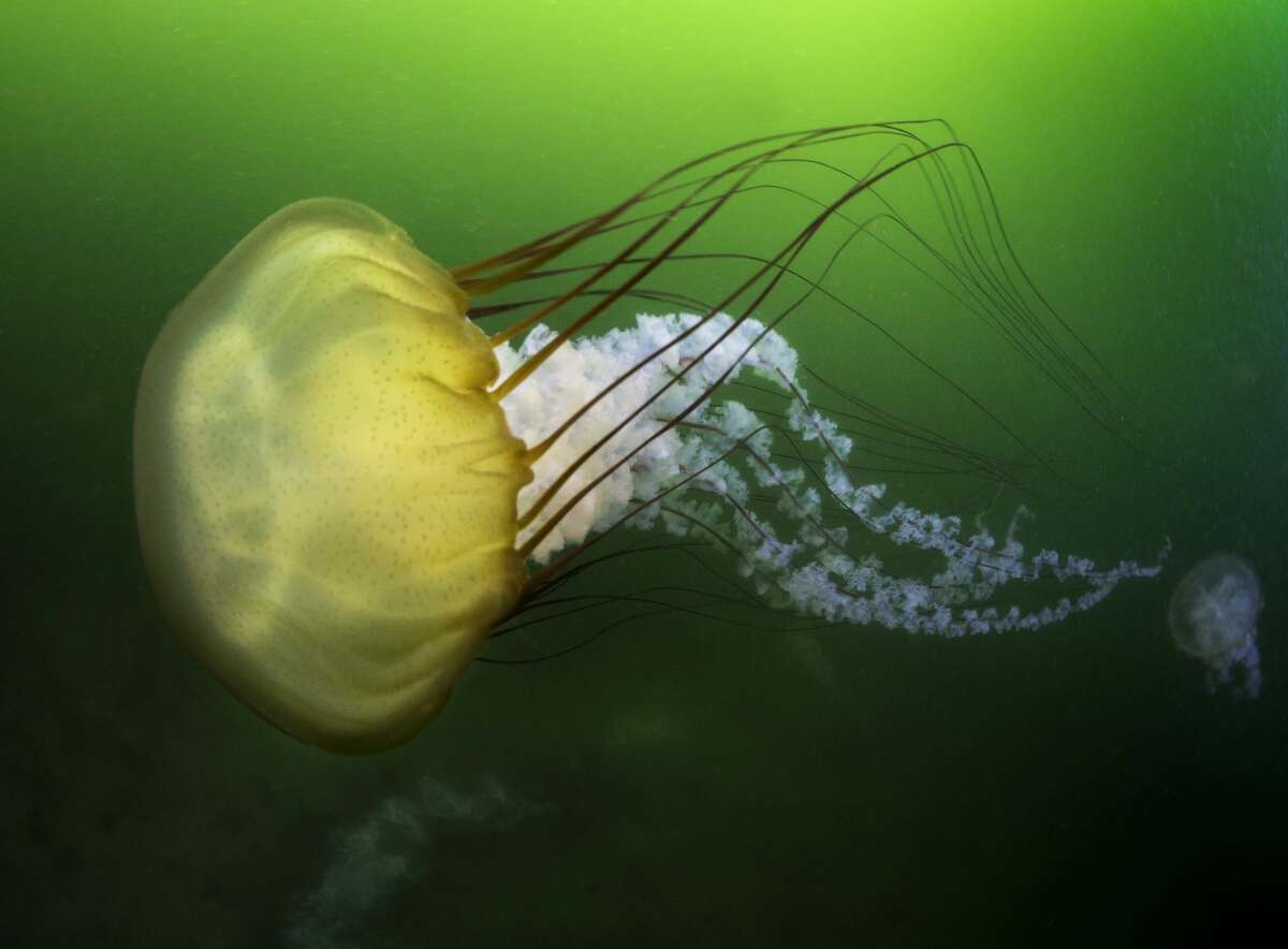 Where'd the turtles and jellies go? Sea nettles and leatherbacks return ...