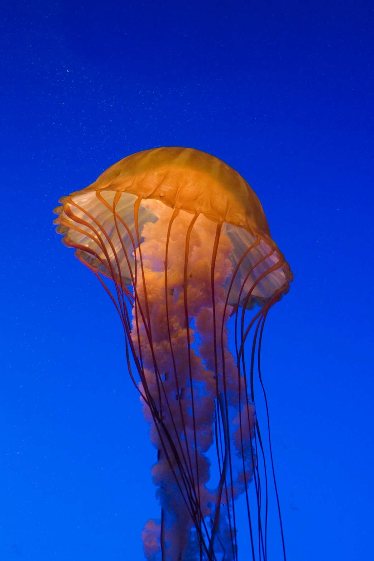 Stinging jellyfish fill Monterey Harbor, clog aquarium's intake pipe