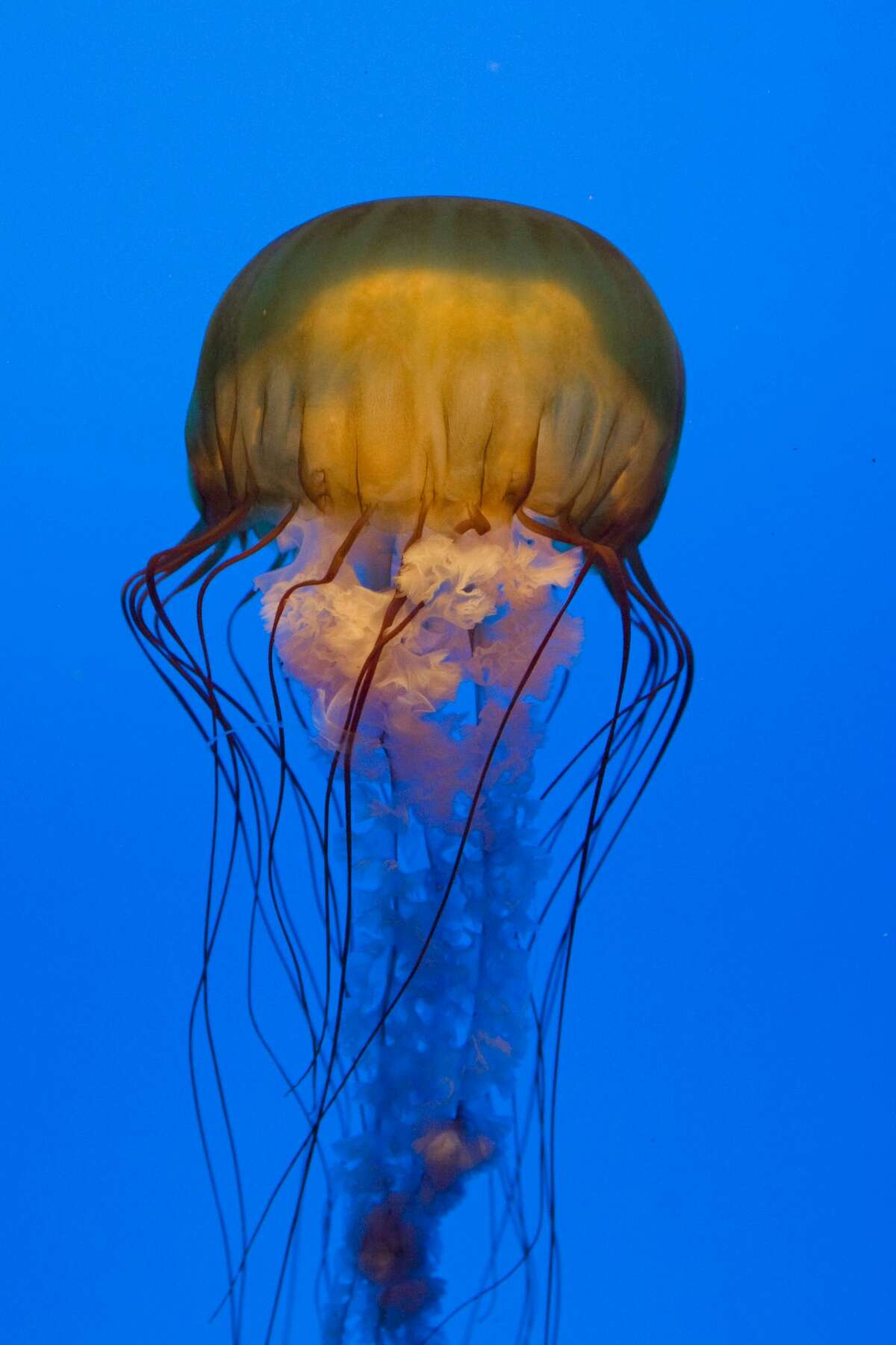 Stinging jellyfish fill Monterey Harbor, clog aquarium's intake pipe