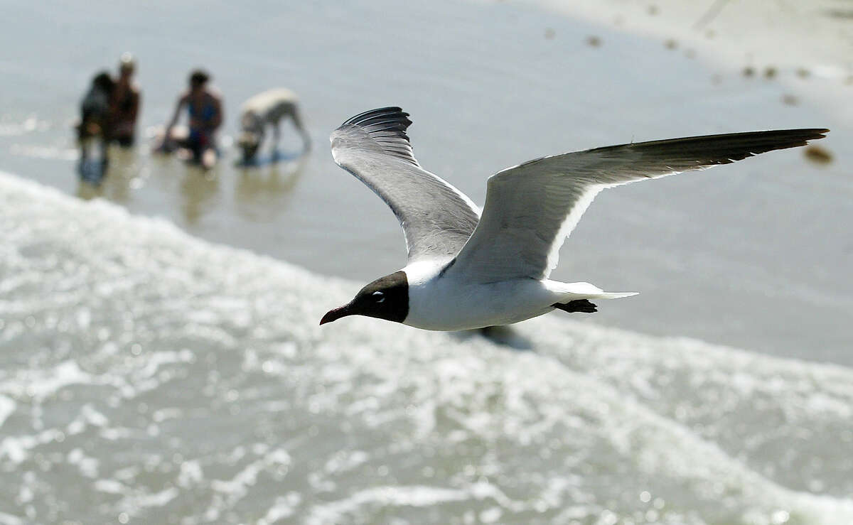 A seagull flies high over beach-goers on Galveston island. (Photo by Patric Schneider)