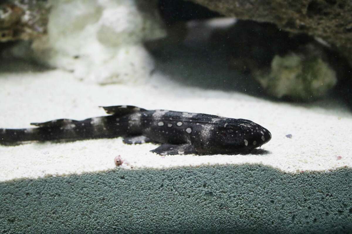 The San Antonio Zoo celebrated the first Shark Pup virgin hatch in its 103-year history. The white-spotted bamboo pup was hatched through a process called parthenogenesis, that takes place when an embryo matures without fertilization of a male.