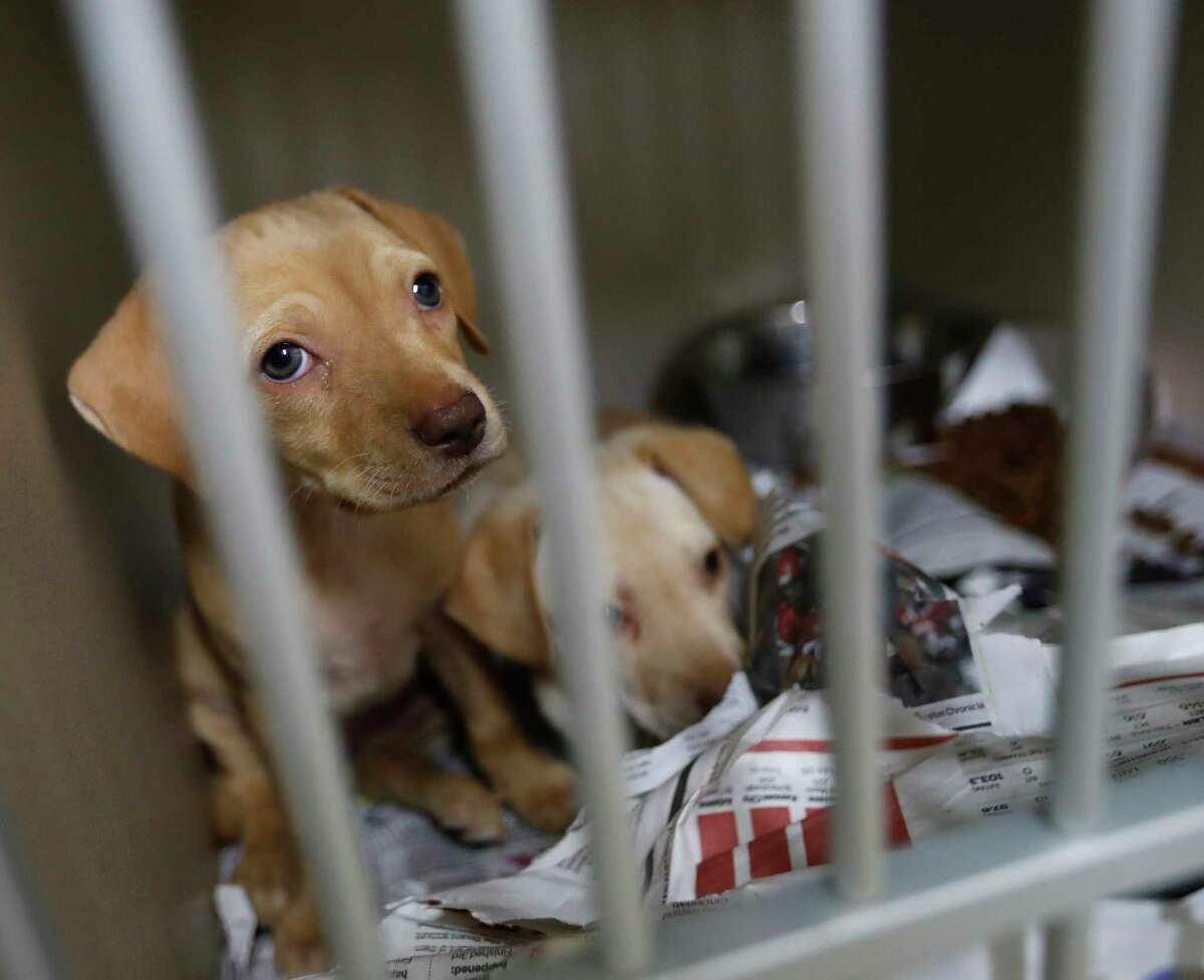 A couple of puppies up for adoption at the Harris County Animal Shelter, Thursday, June, 15, 2017, where they are boosting it's ability to transport animals out of state as well as increasing medical services. ( Karen Warren / Houston Chronicle )