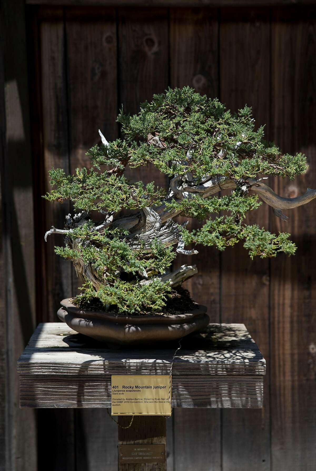 A bonsai tree is seen on display in the Bonsai Garden at Lake Merritt in Oakland, Calif., on Sunday, June 4, 2017. Admission to the garden is free although donations are welcomed.