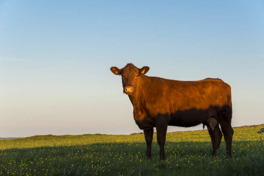 'Hero cow' evades trip to slaughterhouse, swims to her freedom on ...