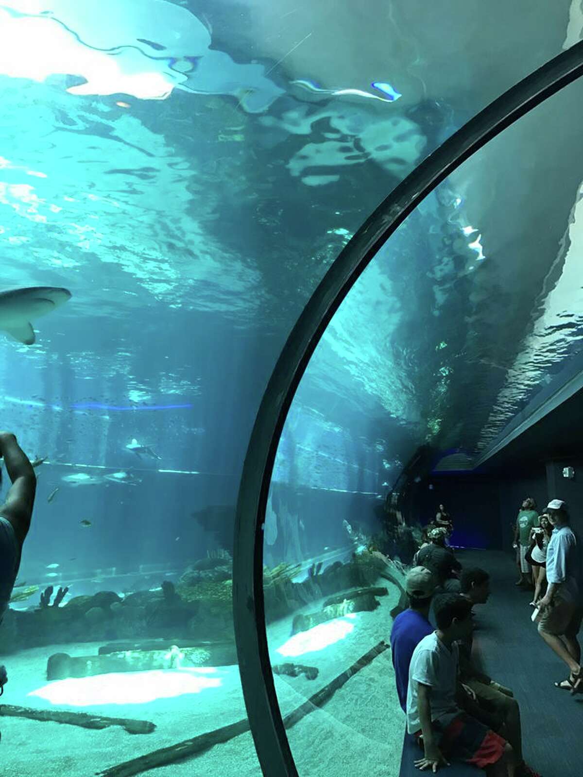 Attendance spikes at Texas State Aquarium in Corpus after new 60M wing