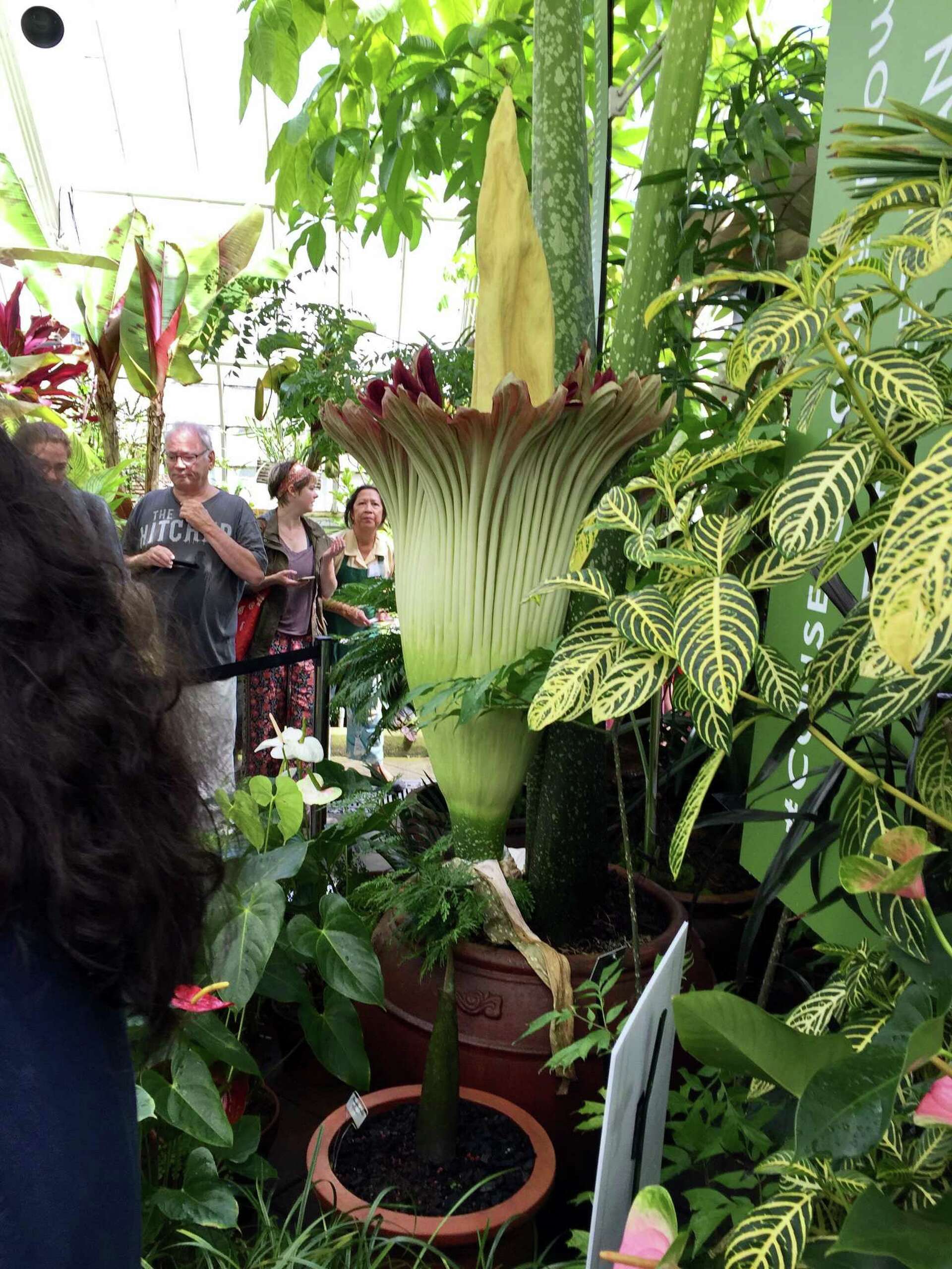Another corpse flower ready to bloom in Sebastopol
