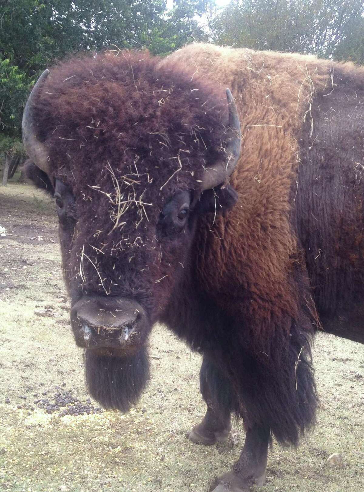 Buster, a bison on the Fox Creek Ranch, likes to play with new bales of hay when they’re set out for feed, says owner Charles Wilson. It looks like the bull just finished one off.