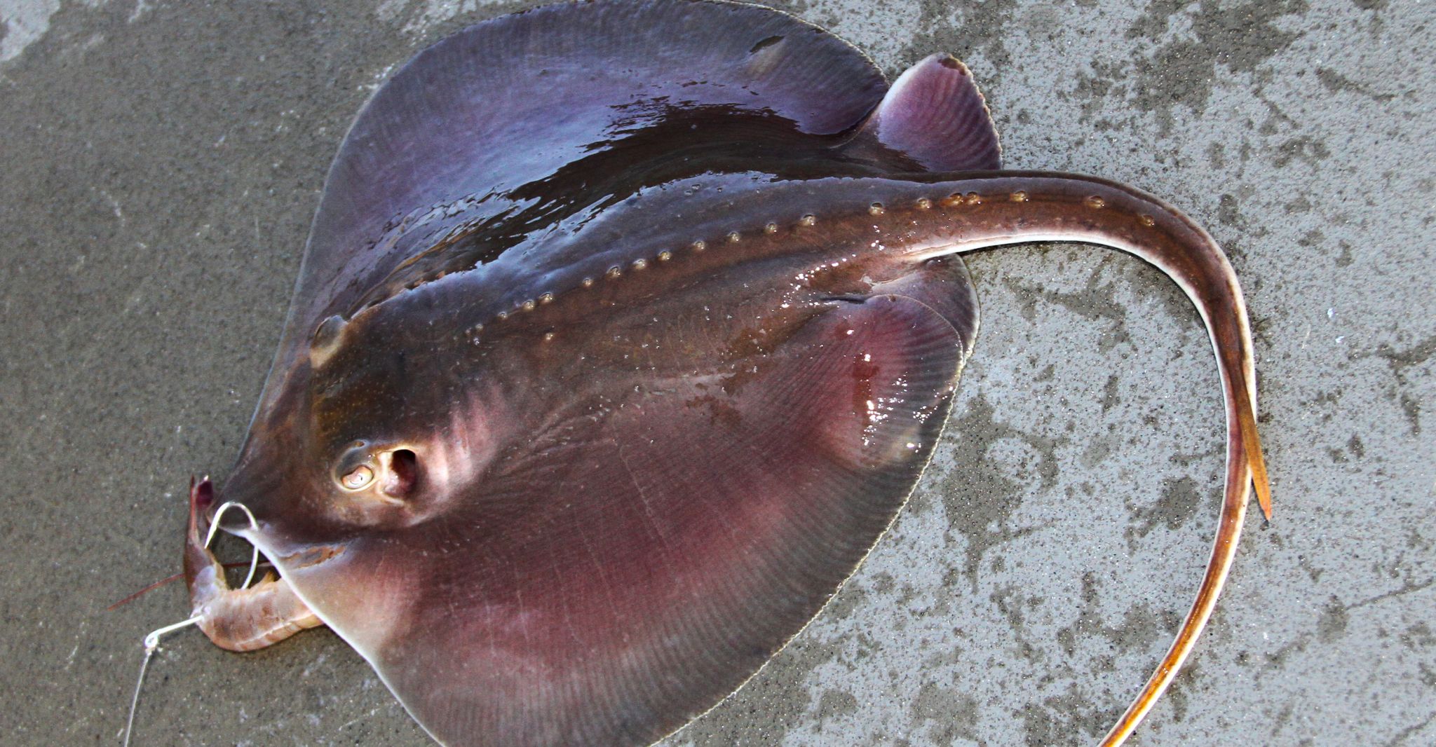 Stingrays prove to be sticking point for many Gulf anglers - Houston Chronicle2048 x 1066