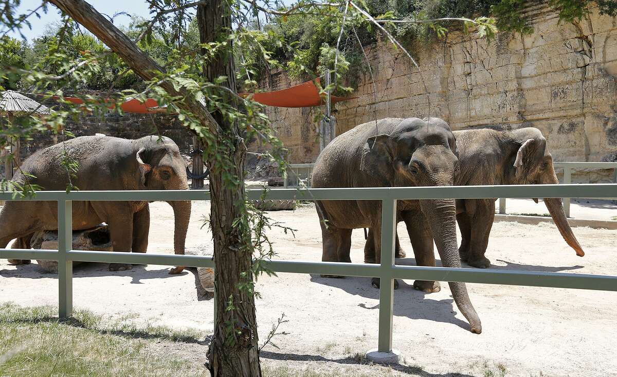 Elephants Nicole (from left), Lucky, and Karen meander in their habitat Saturday June 17, 2017 at the San Antonio Zoo.