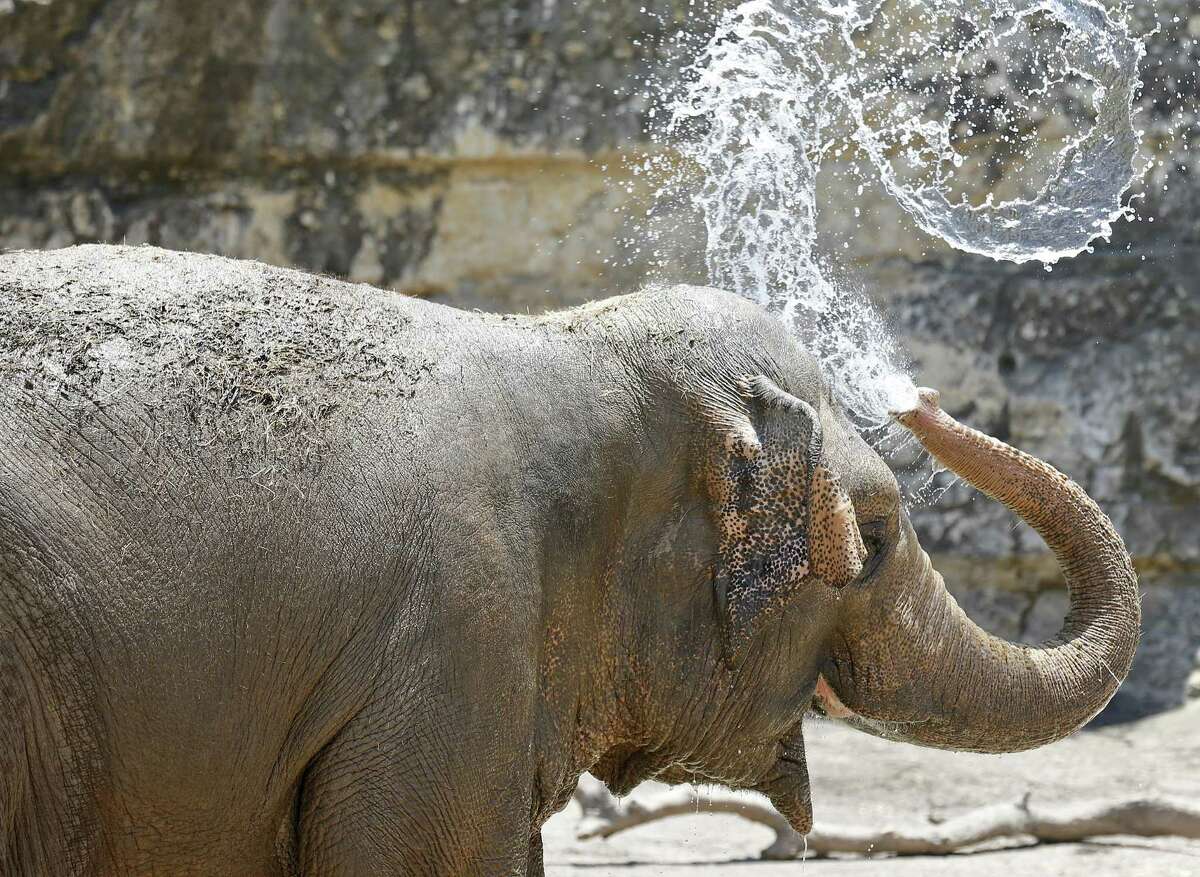 Nicole the elephant cools off with water Saturday June 17, 2017 at the San Antonio Zoo.