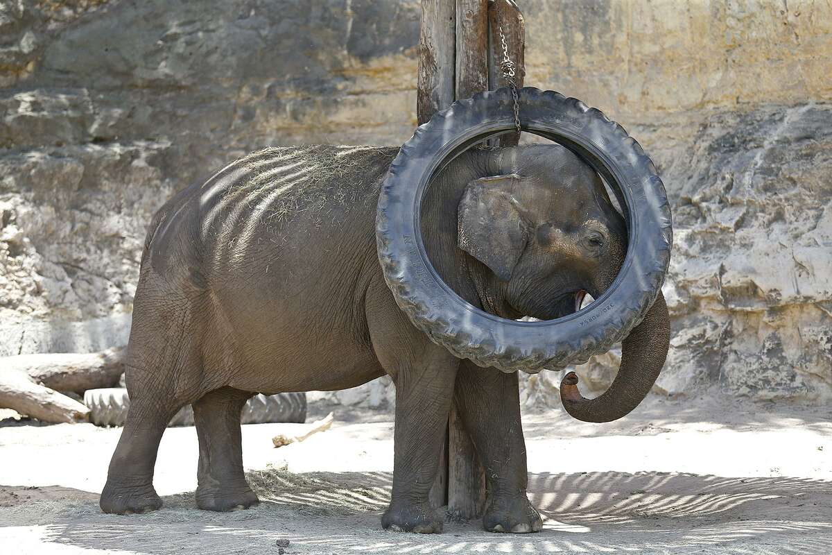Lucky the elephant scratches herself with a hanging tire June 17 at the San Antonio Zoo. Her living conditions have been vastly improved.