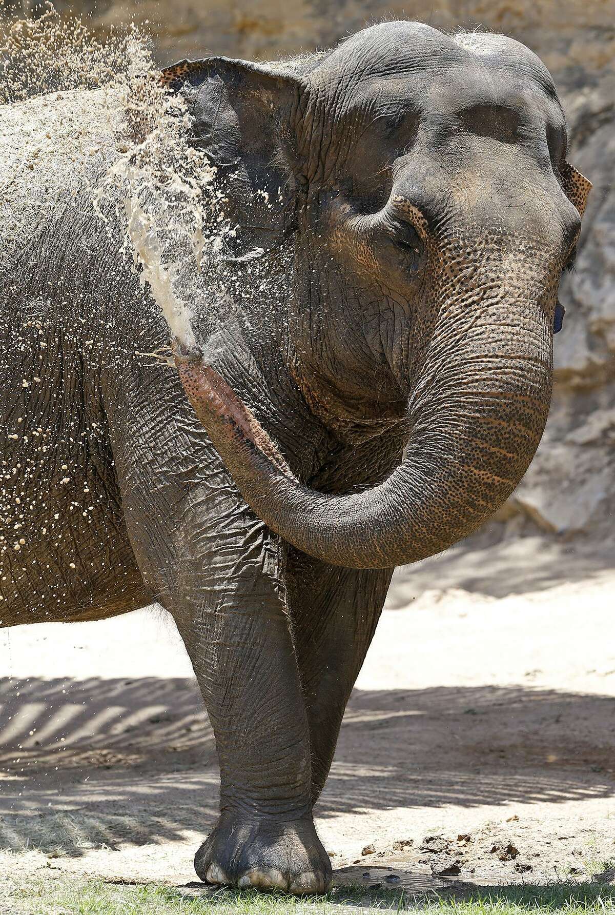 San Antonio Zoo's Lucky the Elephant dies at 62