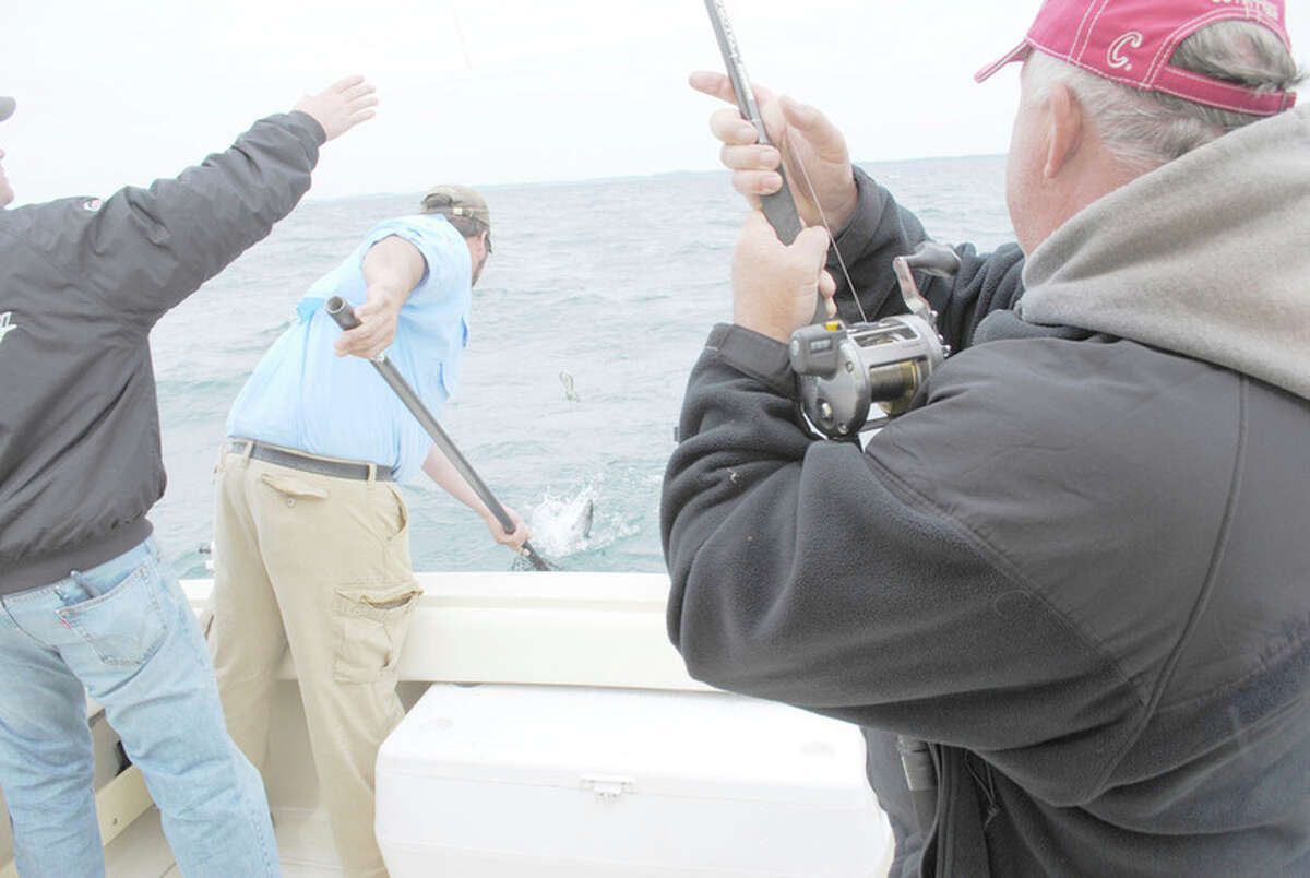 STEVE GRIFFIN | for the Daily News A lake trout thrashed before coming aboard a charter boat on Lake Michigan out of Saugatuck in this file photo. Such catches may become more common as season rules have been relaxed on large portions of lakes Michigan and Huron, and slot limits have been abandoned in northern Lake Michigan.