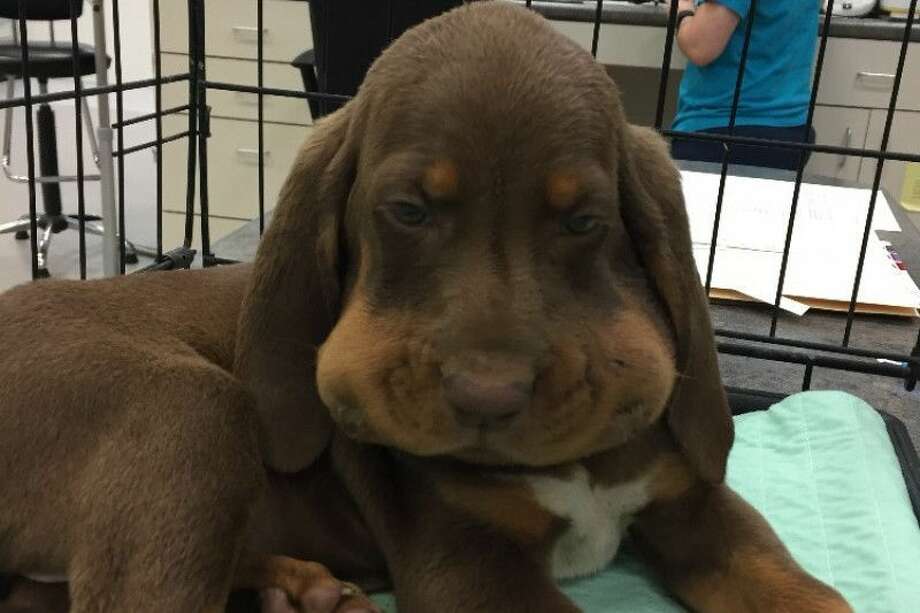 Dog rescuer shares photos of 5 hound pups bit by copperhead snake San