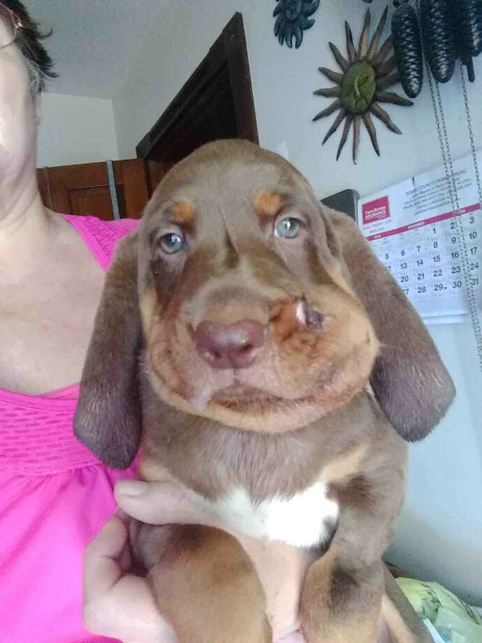 Dog rescuer shares photos of 5 hound pups bit by copperhead snake San