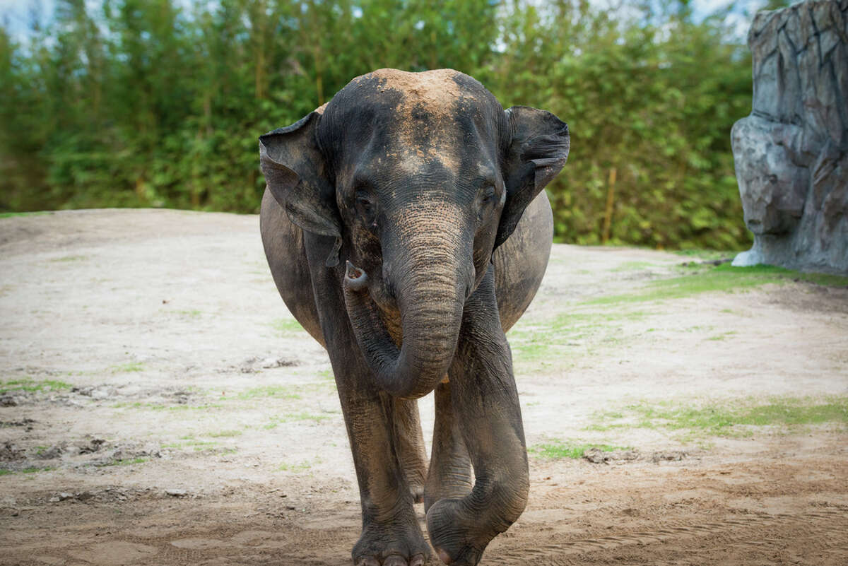 Houston Zoo preparing for baby elephant birth later this summer