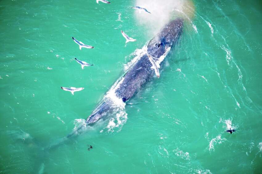 Video Whales Are Hanging Out Near The Golden Gate Bridge