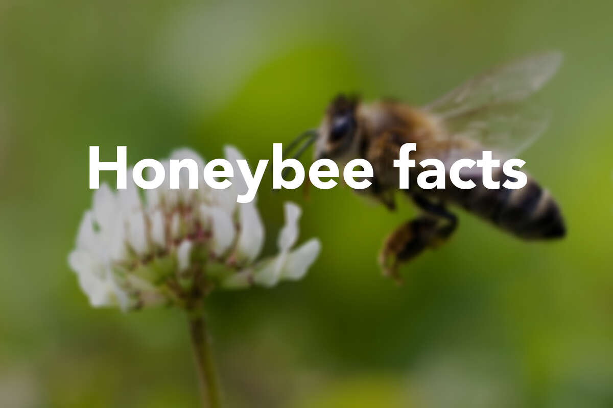 What to know about the world's first honeybee vaccine