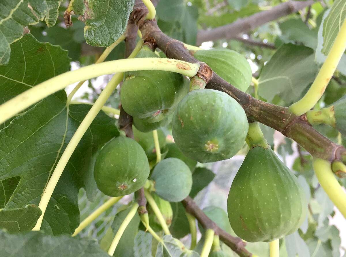 4 easygrow fruit trees perfect for San Antonio