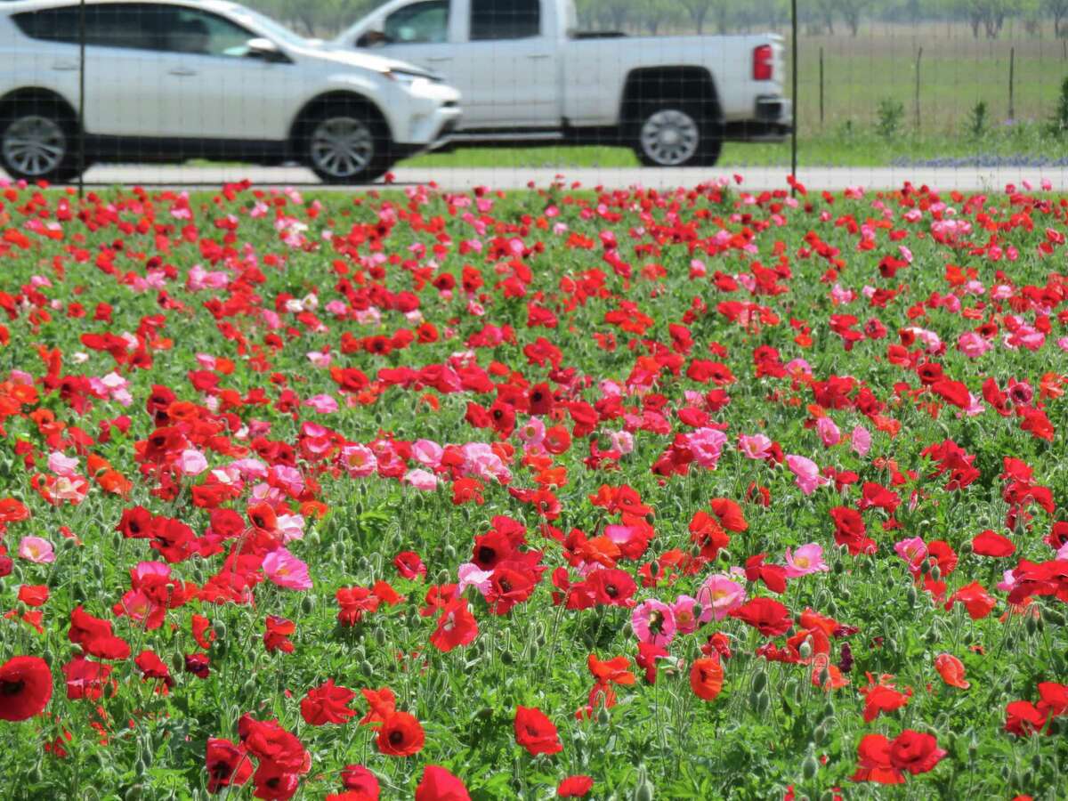 Red and pink poppies fill a field next to Highway 290 at Wildseed Farms in the spring.