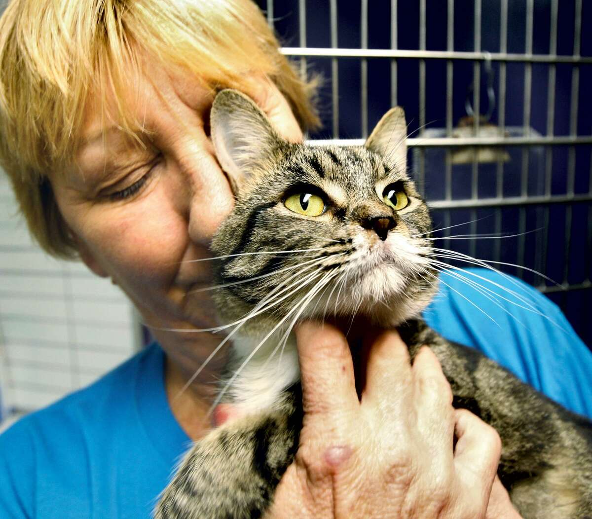 Kathy Turner, executive director of the Metro East Humane Society in Edwardsville, Ill., gives some loving contact Tuesday Oct. 16, 2012, to one of at least 52 cats, and three dogs, seized by Edwardsville Police from an upscale home on Birdie Court behind the Sunset Hills Country Club. The adult cat was one of the luck ones, others were suffering from signs of neglect. Police executed a search warrant Monday and were still on the scene Tuesday looking for animals. (AP Photo/The Telegraph, John Badman) THE NEWS-DEMOCRAT AND THE POST-DISPATCH OUT