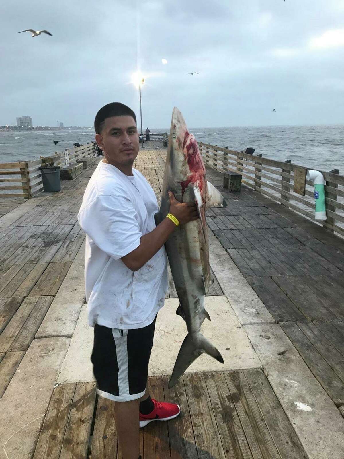 Anglers snare sharks, other big catches at Galveston Fishing Pier