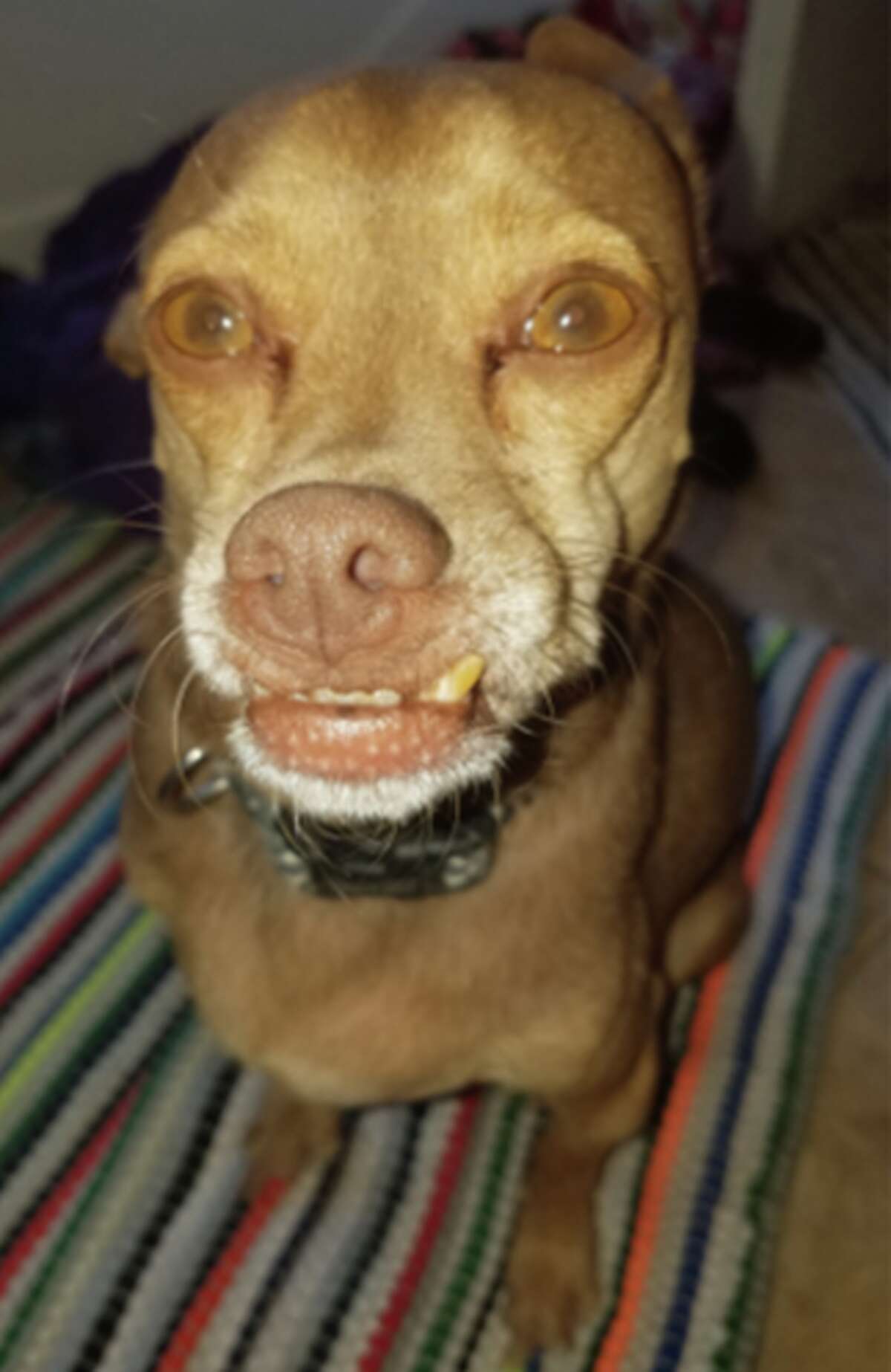 Meet the adorably ugly pups of the World's Ugliest Dog competition