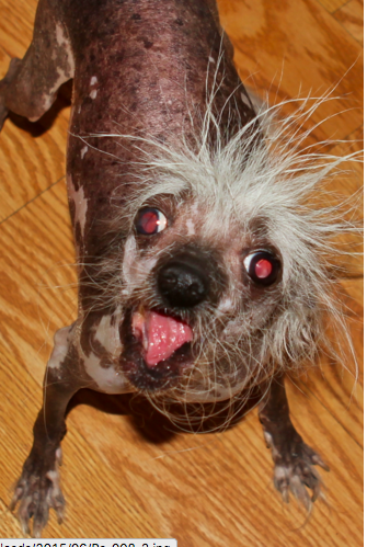 Show me best sale the ugliest dog