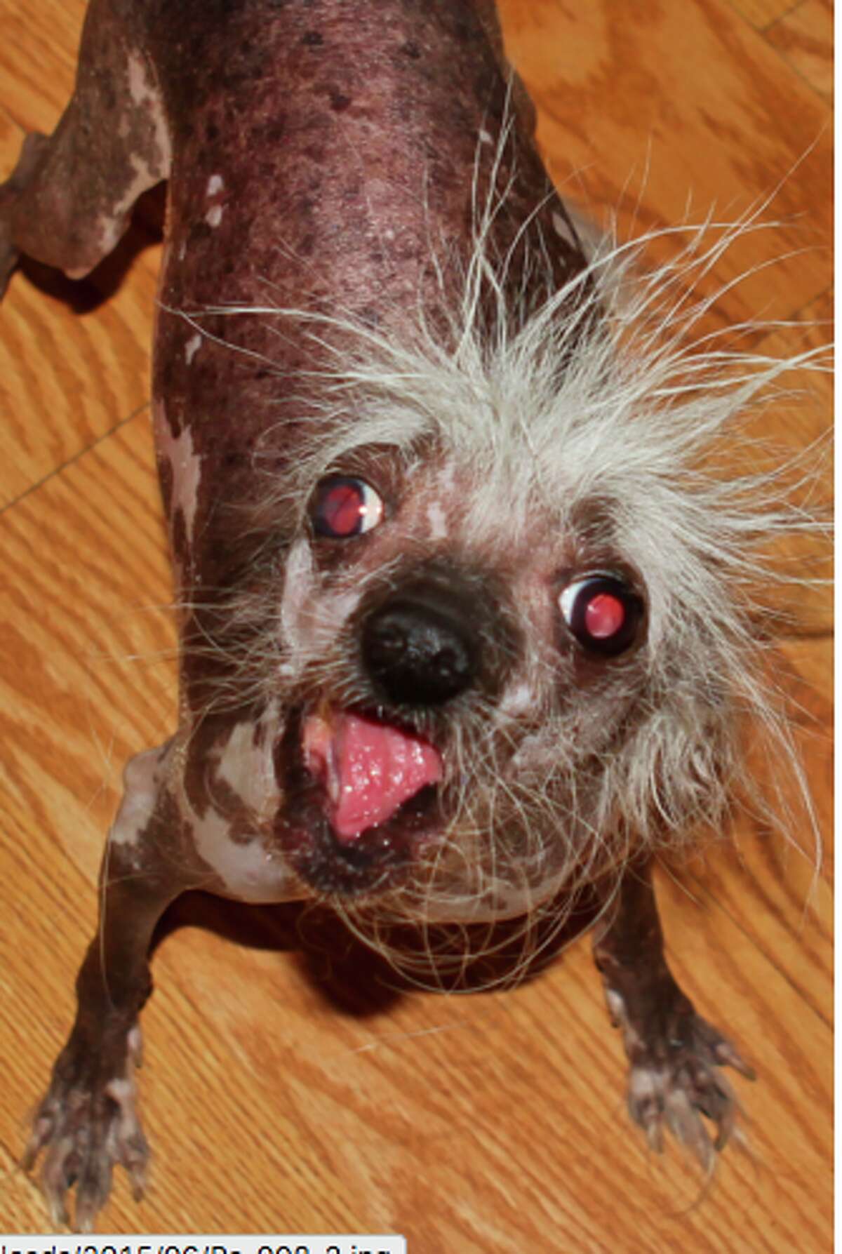 ugliest dog in the world