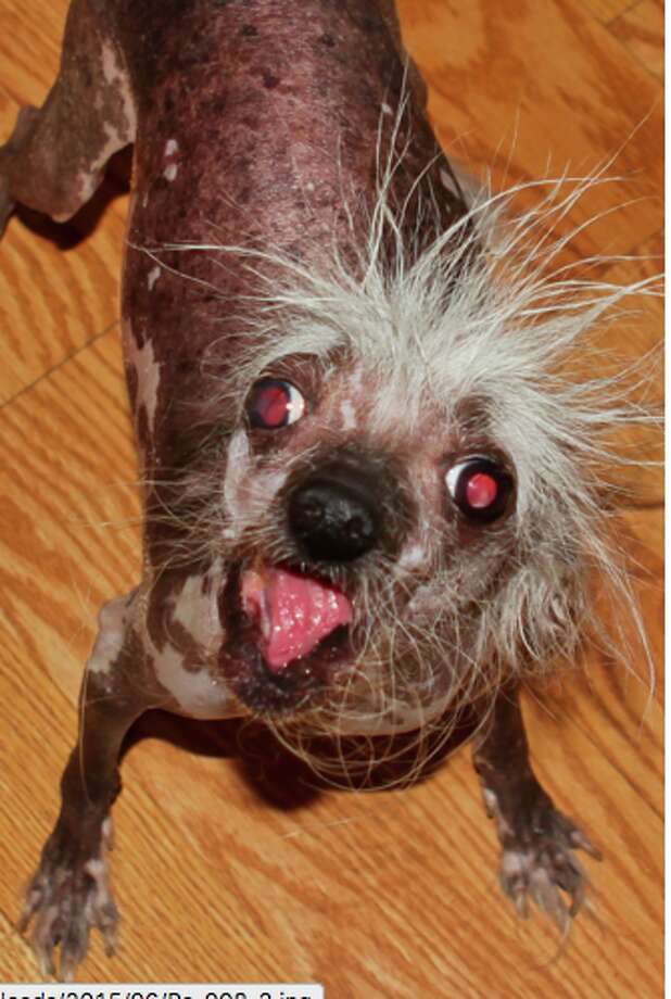 ugly dog doll