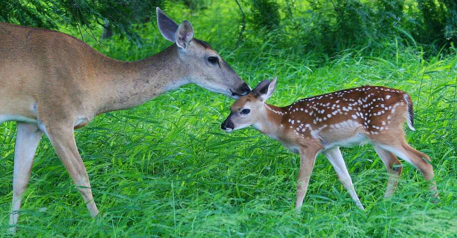 Does engage in a tricky ritual in trying to raise fawns - Houston Chronicle