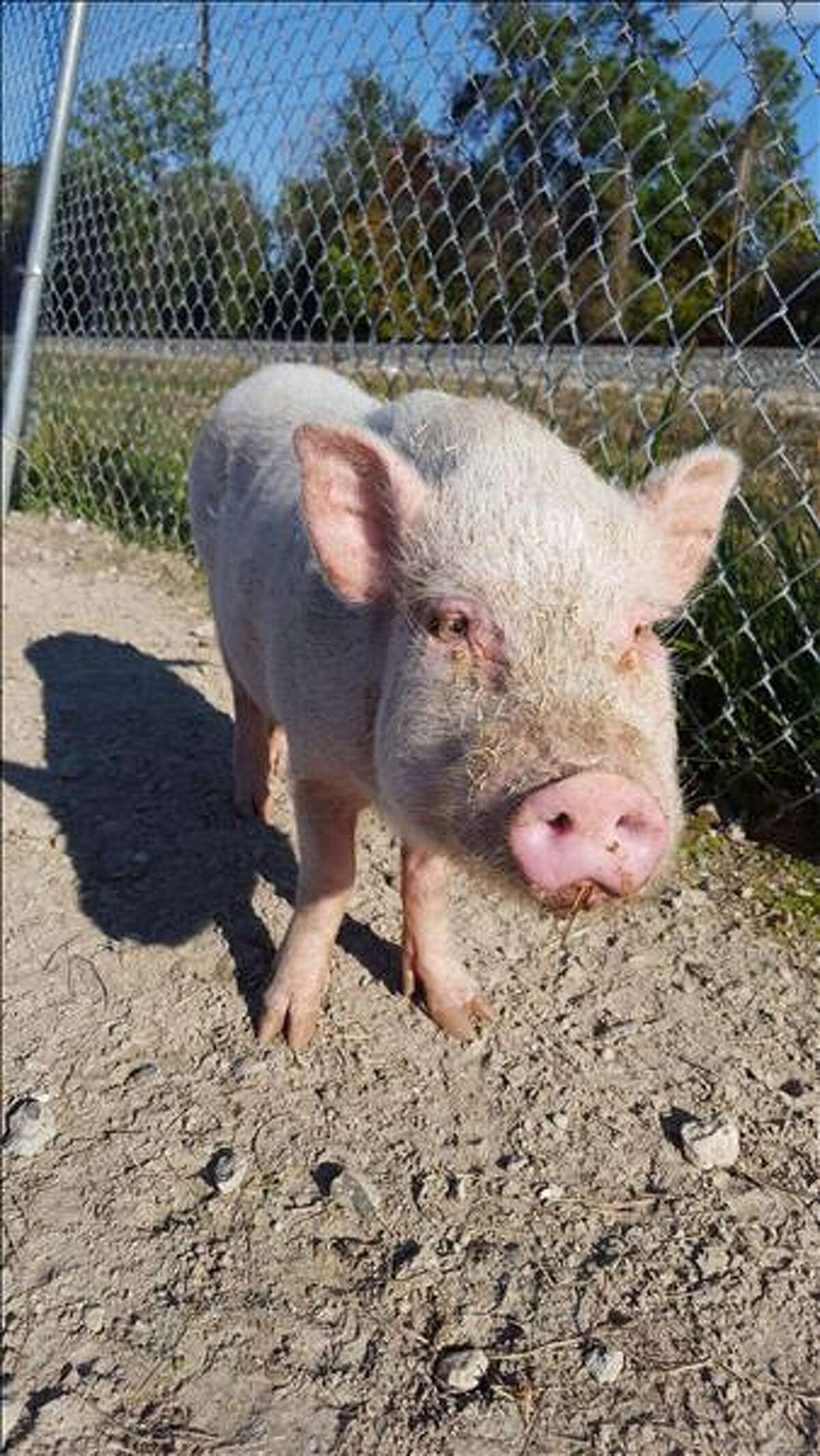 7 pigs up for adoption at Houstonarea shelters