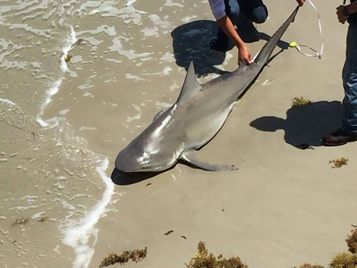 Video Man drags 6foot bull shark back into Gulf at Bob Hall Pier on