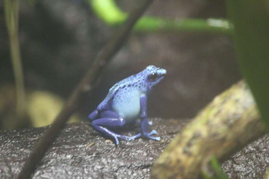 Day Tripping Trip I A day at Connecticut’s only zoo Darien News