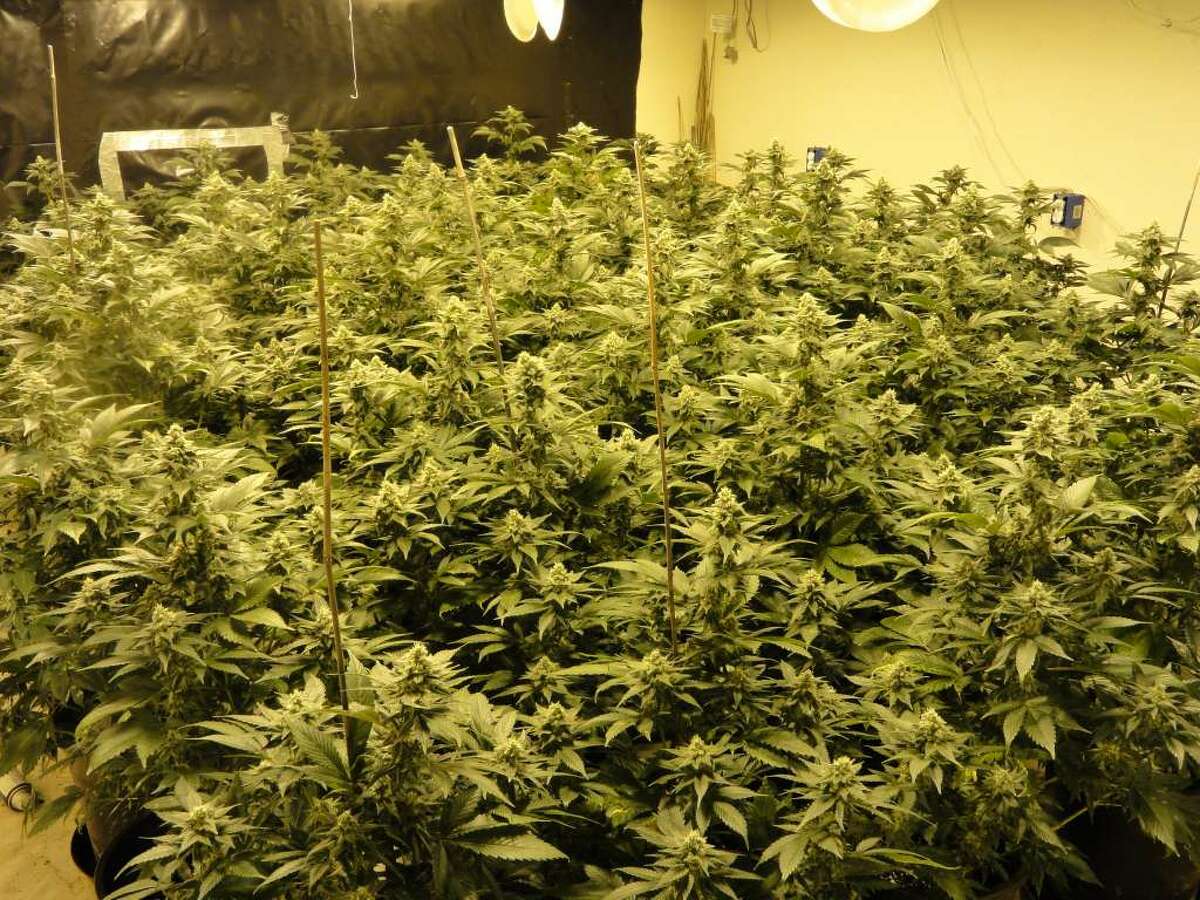 Marijuana plants on display. >>>See what you need to know about Houston's marijuana laws.