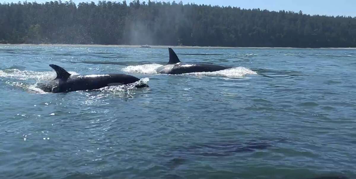 Watch: Close encounter with orcas near Deception Pass