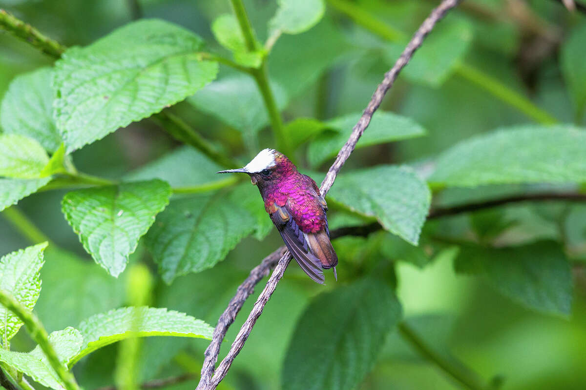 The snowcap hummingbird of Costa Rica is about the size of a ruby-throated hummingbird but much harder to﻿ find.